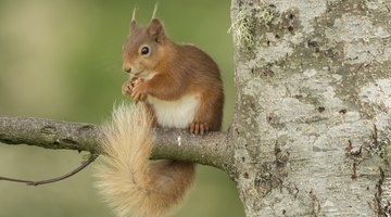 Why Do Squirrels Squawk in Trees?