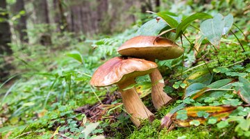 List of Fungi Benefits