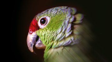 What Are the Similarities Between Birds & Mammals?