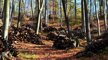 The Effects of Forest Degradation on Ecosystems