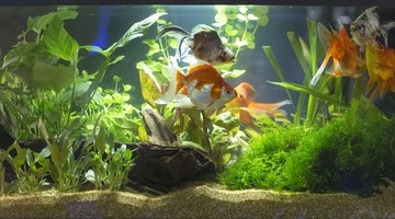 How to Raise the Alkalinity in a Freshwater Aquarium