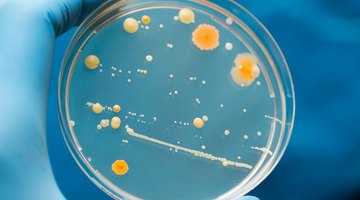Nutritional Types of Bacteria