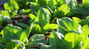 Plant Pigments Found in Spinach
