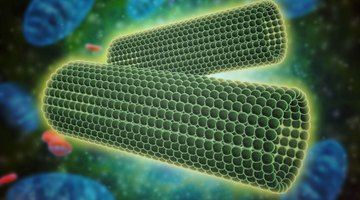 Centriole: Definition, Function & Structure