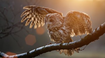 Cherokee Beliefs About Owls