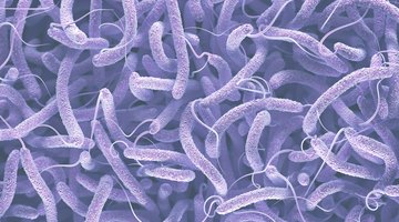 What Are the Main Functions of Cilia & Flagella?