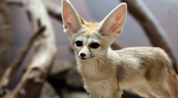 Animals That Live in the Hot & Dry Desert