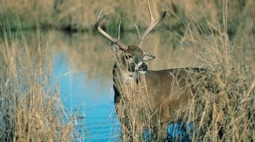 How to Preserve Deer Hides