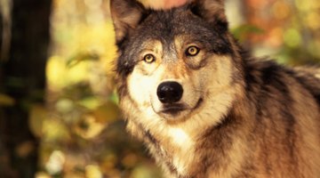 What States & Continents Do Wolves Live In?