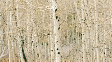 The Differences in Woods, Forests & Jungles