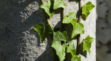 What Are the 3 Types of Leaf Arrangements?