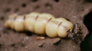 Worms That Burrow Into Sheetrock