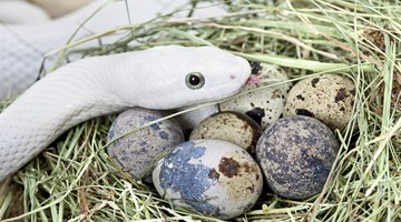 How to Identify Snake Eggs