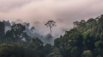 10 Examples of a Natural Ecosystem