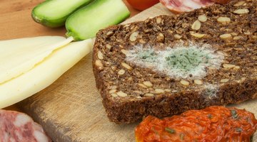 How Does Mold Grow on Food?