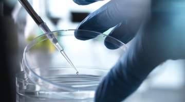 What is the Structure of Stem Cells?