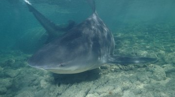 How to Stay Safe From Sharks in the Ocean