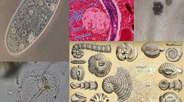 How Do Protists Reproduce?