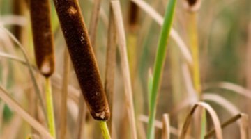 Plants Found in Lakes & Ponds