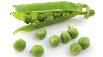 The Effect of Temperature on Pea Respiration
