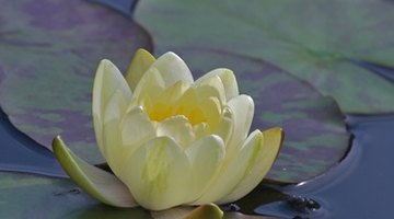 What Is the Habitat of Water Lilies?