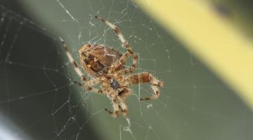 The Difference Between House Spiders & Brown Recluses