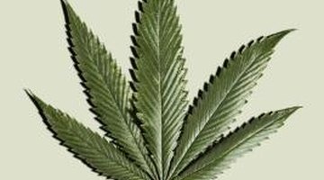 What Plants Have THC in Them?