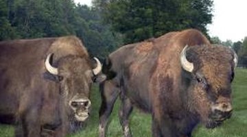 Buffalo hides were the main source of teepee coverings.