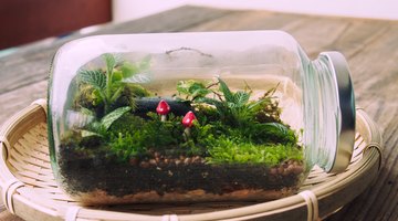Create a Mini-Ecosystem at Your Desk With a Terrarium Kit