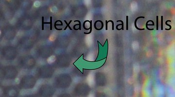 Hexagonal Cells