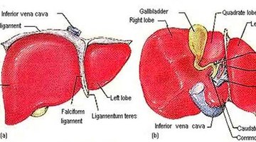 The liver has four distinct lobes, each responsible for a different function.