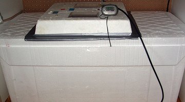 Styrofoam incubator.