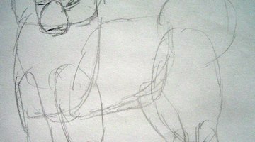 Sketch the Samoyed's facial shapes.