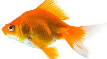 Fantail Goldfish