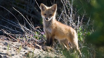 Red fox pup. mikebaird/Flickr.com