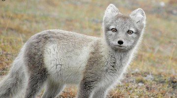 Arctic fox. billyboy/Flickr.com