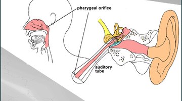 Diagram przewodu słuchowego i miejsca, w którym opróżnia się on do jamy nosowej