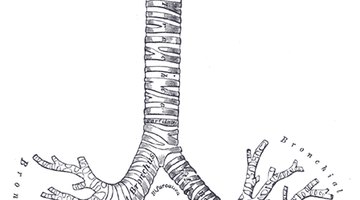 Ilustración de los tubos bronquiales.