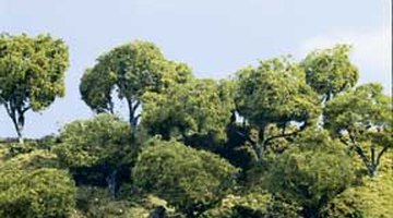 Woodland Scenics forest kit