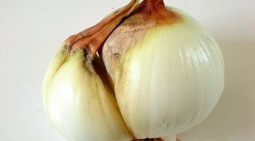 An onion bulb splitting to produce a separate, but genetically identical plant