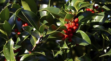 Carry a holly branch as Dickens described.