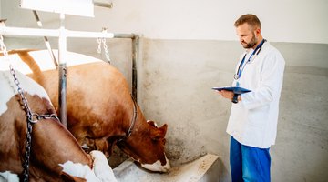 ¿Cuánto dinero ganan los veterinarios en los zoológicos?