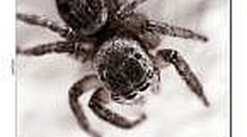 Jumping Spider