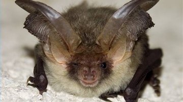 Commercial devices using ultrasound have not been shown to repel pests including bats.