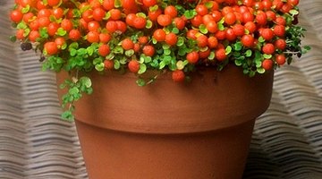 Revitalize terra cotta clay pots for a lamp shade.