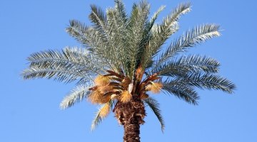 Date palms are an attractive species of tree referenced in the Bible.