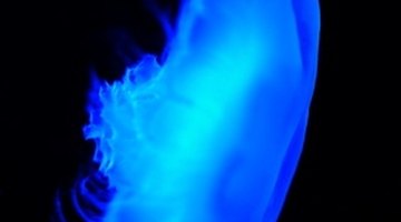 Jellyfish contain proteins that cause them to glow beneath a black light.