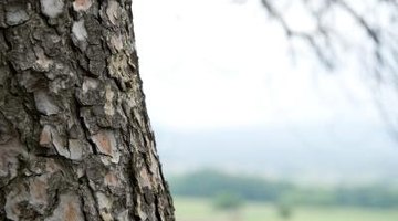 How to Get Pine Sap Off a Table