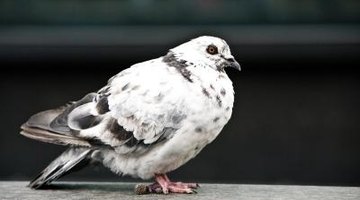 sunflower seeds for pigeons