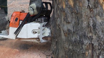 Notch the mesquite trunk in the direction you want the tree to fall.